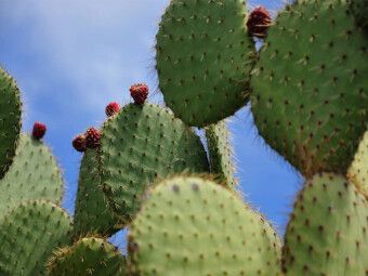 Produktbild: CALVENDO Puzzle Opuntia Leucotricha, Mexico | 1000 Teile Lege-Gr&ouml;&szlig;e 64x48cm Foto-Puzzle f&uuml;r gl&uuml;ckliche Stunden