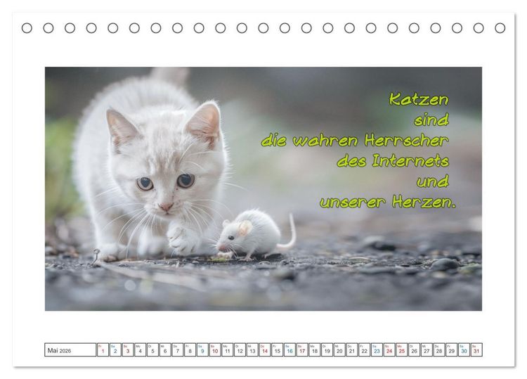 Produktbild: Katzenpower (Tischkalender 2026 DIN A5 quer), CALVENDO Monatskalender
