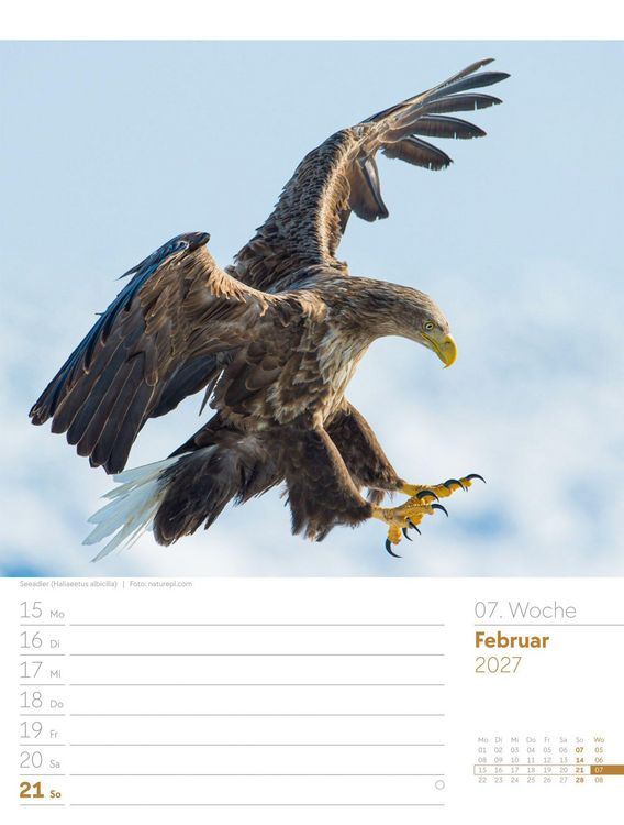 Produktbild: V&ouml;gel Wochenplaner Kalender 2027