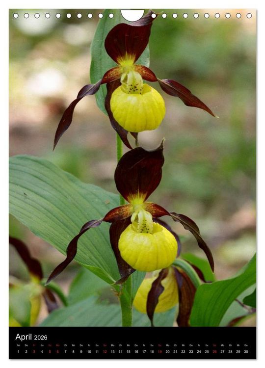 Produktbild: Wildwachsende Orchideen in Deutschland (Wandkalender 2026 DIN A4 hoch), CALVENDO Monatskalender