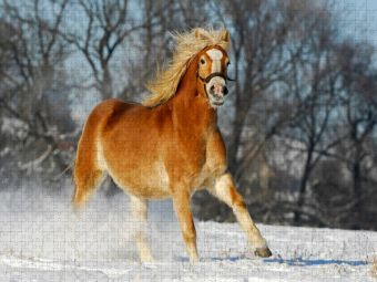 Produktbild: CALVENDO Puzzle Haflinger im Schnee | 1000 Teile Lege-Gr&ouml;&szlig;e 64x48cm Foto-Puzzle f&uuml;r gl&uuml;ckliche Stunden