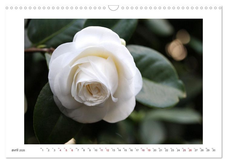 Produktbild: Cam&eacute;lias mystiques (Calendrier mural 2026 DIN A3 vertical), CALVENDO calendrier mensuel