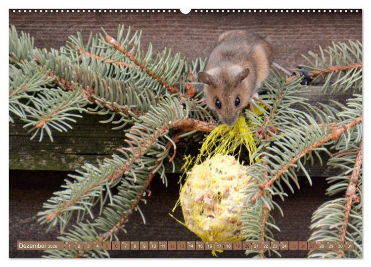 Produktbild: Gr&uuml;sse von der Maus! (hochwertiger Premium Wandkalender 2026 DIN A2 quer), Kunstdruck in Hochglanz
