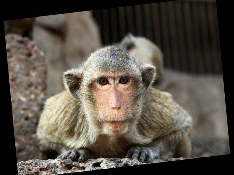 Produktbild: CALVENDO Puzzle Thailand, Affe in Lopburi | 1000 Teile Lege-Gr&ouml;&szlig;e 64x48cm Foto-Puzzle f&uuml;r gl&uuml;ckliche Stunden