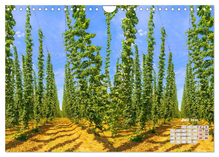Produktbild: Hopfenland Holledau (Wandkalender 2026 DIN A4 quer), CALVENDO Monatskalender