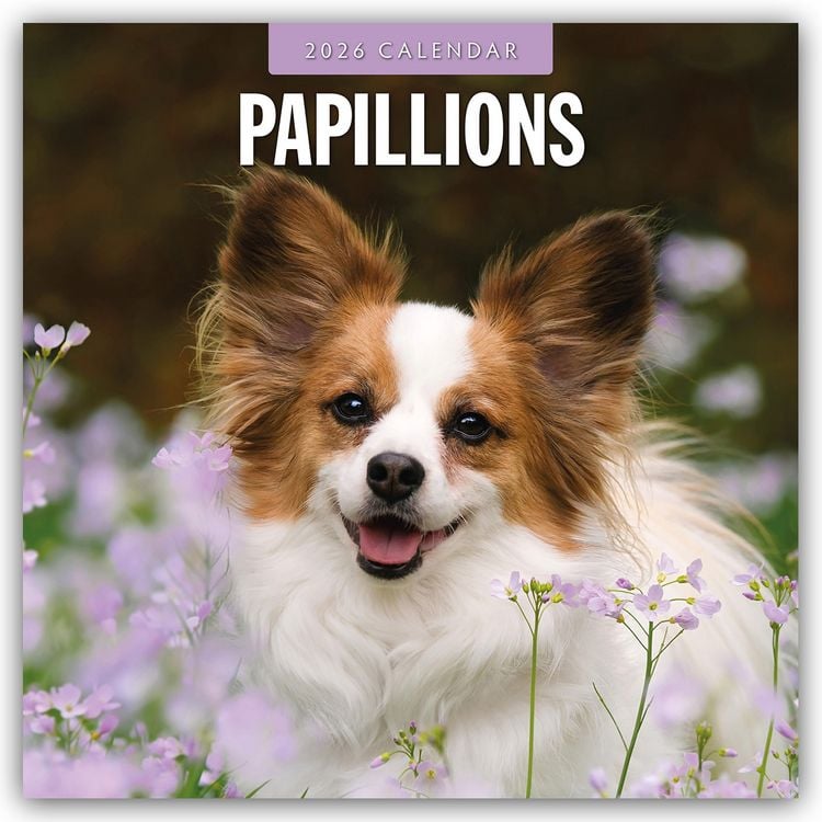Produktbild: Papillons – Schmetterlingshund – Zwergspaniel 2026 – 16-Monatskalender