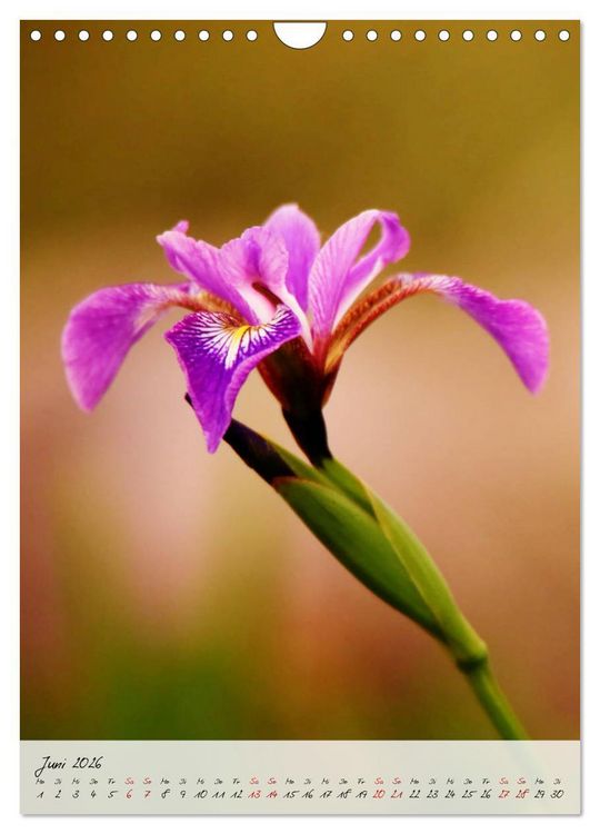 Produktbild: Florale Meisterwerke der Natur (Wandkalender 2026 DIN A4 hoch), CALVENDO Monatskalender