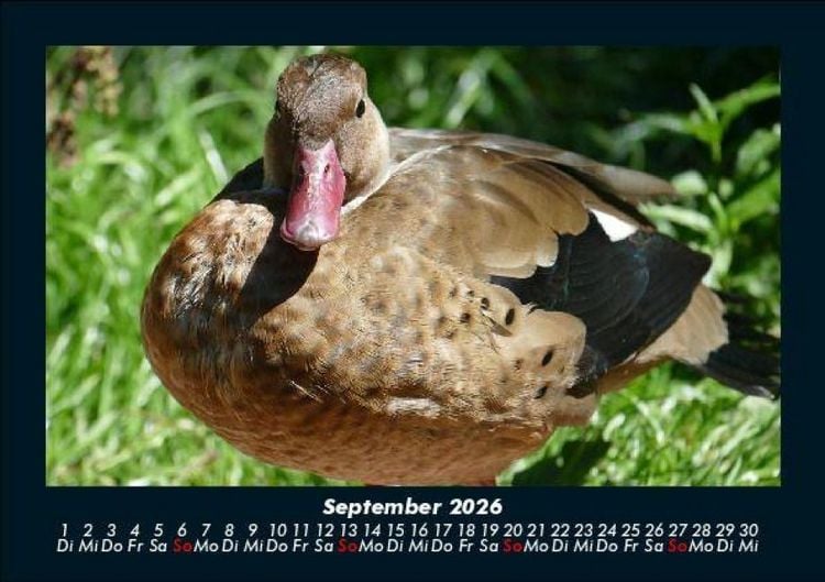 Produktbild: Enten 2026 Fotokalender DIN A5