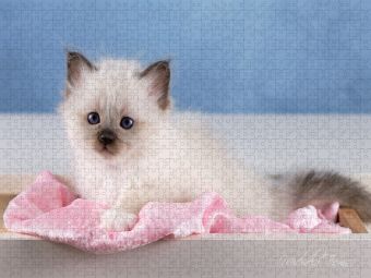 Produktbild: CALVENDO Puzzle Ein Motiv aus dem Kalender Heilige Birma Kitten - ein Traum auf wei&szlig;en Pf&ouml;tchen | 1000 Teile Lege-Gr&ouml;&szlig;e 64x48cm Foto-Puzzle f&uuml;r gl&uuml;ckliche Stunden