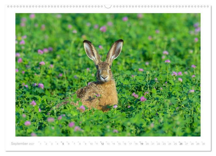 Produktbild: Der Feldhase (Wandkalender 2027 DIN A2 quer), CALVENDO Monatskalender