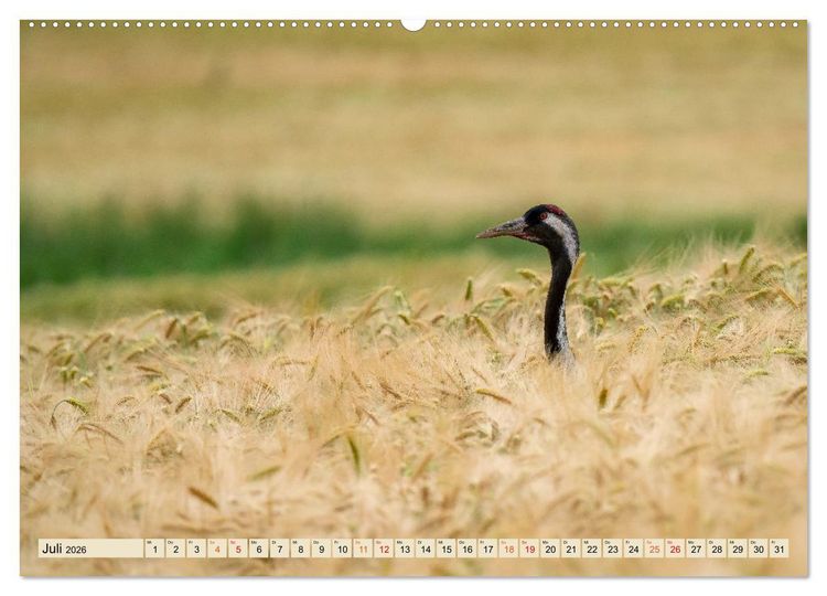 Produktbild: Unsere Vogelvielfalt: Ein Schatz zum Entdecken und Sch&uuml;tzen (hochwertiger Premium Wandkalender 2026 DIN A2 quer), Kunstdruck in Hochglanz