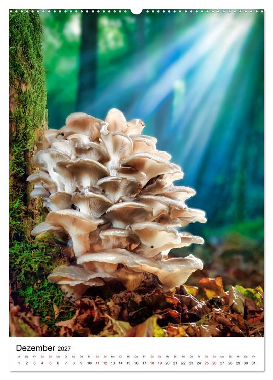 Produktbild: Pilzzeit - Leben auf dem Waldboden (Wandkalender 2027 DIN A2 hoch), CALVENDO Monatskalender