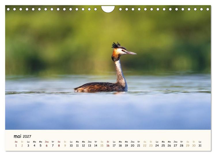Produktbild: Esprit animal - Regards minimalistes (Calendrier mural 2027 DIN A4 vertical), CALVENDO calendrier mensuel