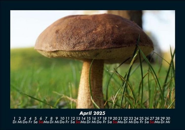 Produktbild: Pilzkalender 2025 Fotokalender DIN A5