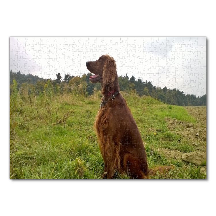 Produktbild: Lais Puzzle Irish Setter 500 Teile