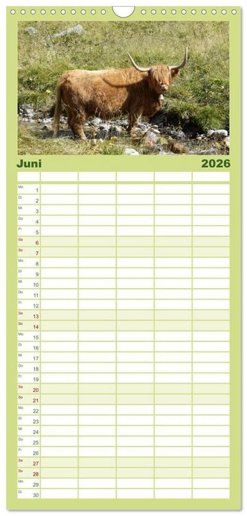 Produktbild: Familienplaner 2026 - K&uuml;he mit H&ouml;rnern mit 5 Spalten (Wandkalender, 21 x 45 cm) CALVENDO