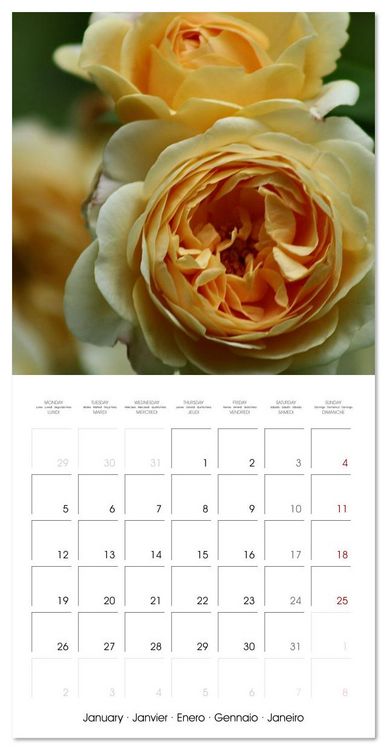 Produktbild: LE PARFUM ENVO&Ucirc;TANT DES ROSES (Calendrier mural carr&eacute; 2026 30x30 cm) Calendrier double avec une page pour vos prises de notes