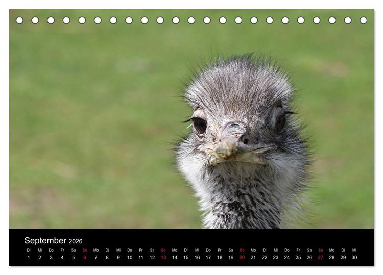 Produktbild: Strau&szlig;en-Kalender 2026 (Tischkalender 2026 DIN A5 quer), CALVENDO Monatskalender