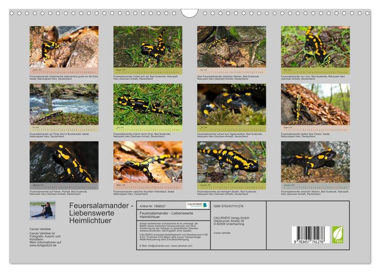 Produktbild: Feuersalamander - Liebenswerte Heimlichtuer (Wandkalender 2026 DIN A3 quer), CALVENDO Monatskalender