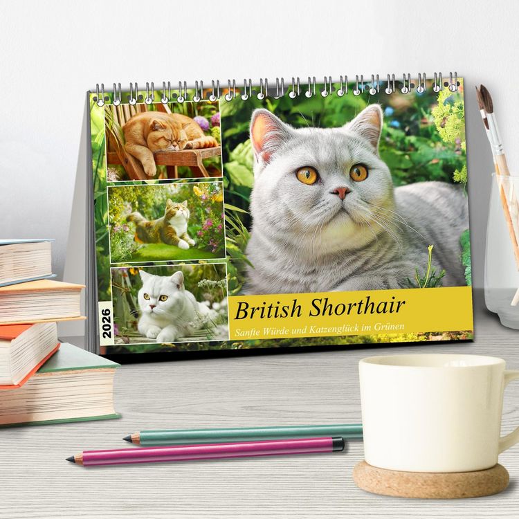 Produktbild: British Shorthair. Sanfte W&uuml;rde und Katzengl&uuml;ck im Gr&uuml;nen (Tischkalender 2026 DIN A5 quer), CALVENDO Monatskalender