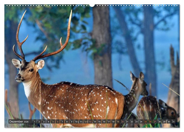 Produktbild: Tiere Indiens close up (hochwertiger Premium Wandkalender 2026 DIN A2 quer), Kunstdruck in Hochglanz