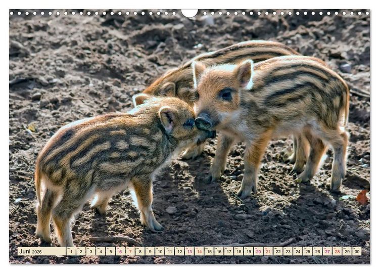 Produktbild: Unverwechselbar - Wildschwein (Wandkalender 2026 DIN A3 quer), CALVENDO Monatskalender
