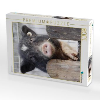 Produktbild: CALVENDO Puzzle Ferkel steht am Zaun | 1000 Teile Lege-Gr&ouml;&szlig;e 64x48cm Foto-Puzzle f&uuml;r gl&uuml;ckliche Stunden