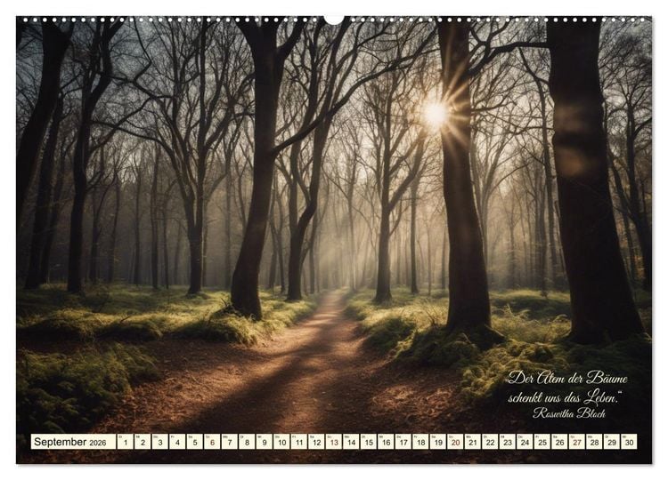 Produktbild: Waldbaden - Shinrin Yoku (Wandkalender 2026 DIN A2 quer), CALVENDO Monatskalender