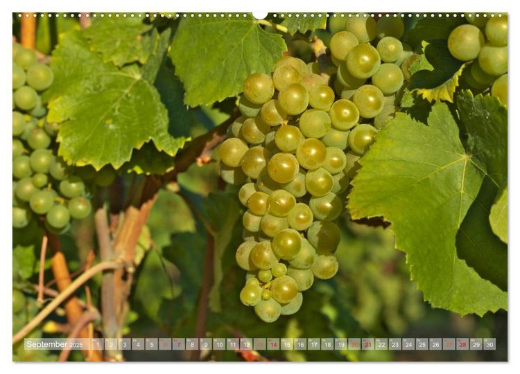 Produktbild: Wein- und Rebsorten aus Rheinland-Pfalz (hochwertiger Premium Wandkalender 2025 DIN A2 quer), Kunstdruck in Hochglanz