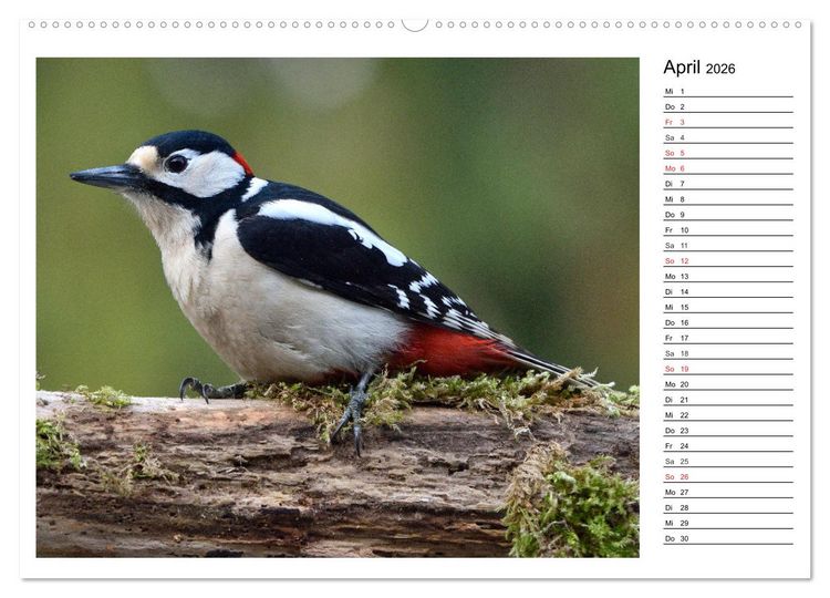 Produktbild: Gefiederte Freunde - Unsere heimischen Gartenv&ouml;gel (Wandkalender 2026 DIN A2 quer), CALVENDO Monatskalender