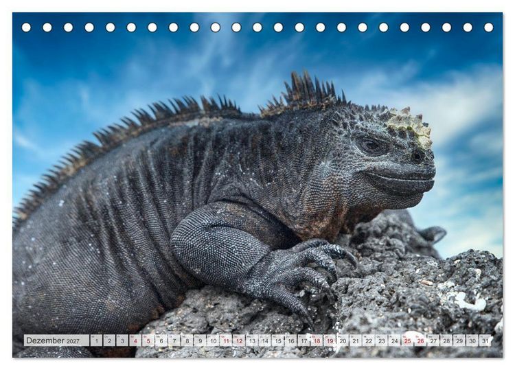 Produktbild: Drachen: Geheimnisvolles Tierreich (Tischkalender 2027 DIN A5 quer), CALVENDO Monatskalender