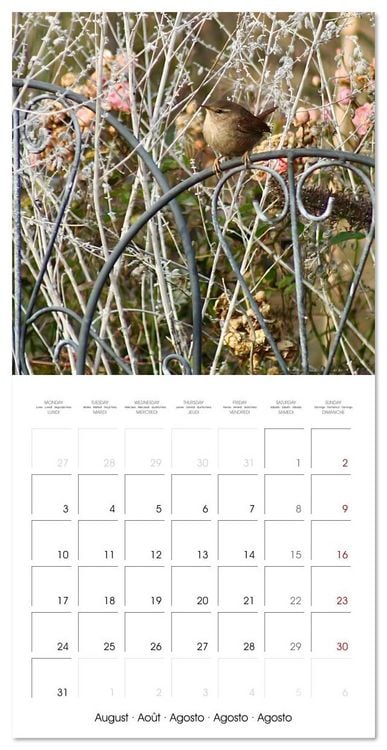 Produktbild: WILD GARDEN ANIMALS (Wall Calendar 2026 12 &times; 12 Inch) CALVENDO 12 Month Wall Calendar