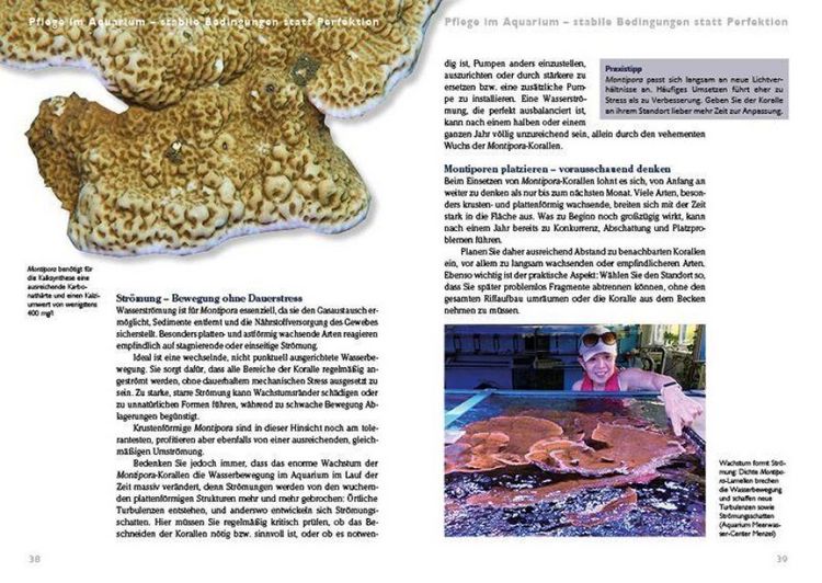 Produktbild: Montipora-Steinkorallen im Meerwasseraquarium