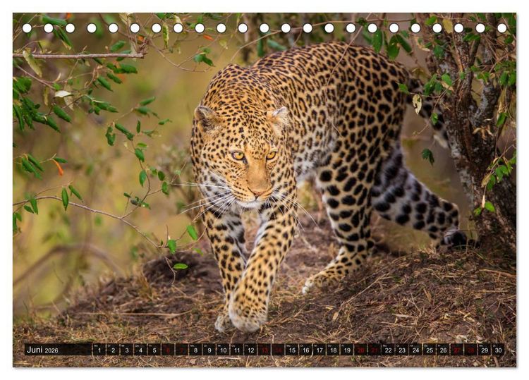 Produktbild: Auf Safari in Kenia 2026 (Tischkalender 2026 DIN A5 quer), CALVENDO Monatskalender