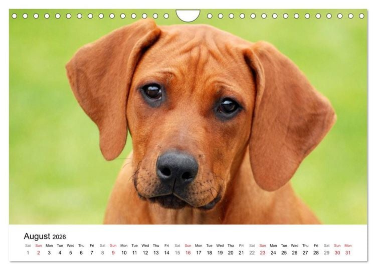 Produktbild: Rhodesian Ridgeback Puppies (Wall Calendar 2026 DIN A4 landscape), CALVENDO 12 Month Wall Calendar