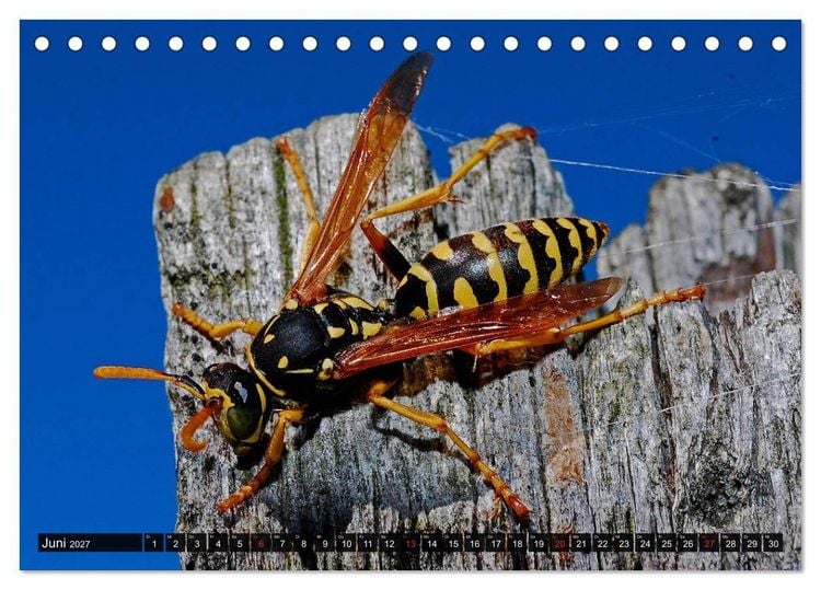 Produktbild: Abneigung und Ekel. Die unbeliebtesten Tiere (Tischkalender 2027 DIN A5 quer), CALVENDO Monatskalender