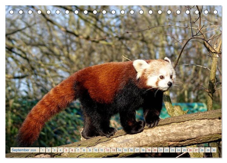 Produktbild: Kleiner Panda auf Entdeckungstour (Tischkalender 2026 DIN A5 quer), CALVENDO Monatskalender