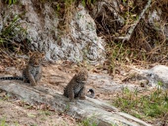 Produktbild: CALVENDO Puzzle Ein Motiv aus dem Kalender Emotionale Momente: Leoparden | 1000 Teile Lege-Gr&ouml;&szlig;e 64x48cm Foto-Puzzle f&uuml;r gl&uuml;ckliche Stunden