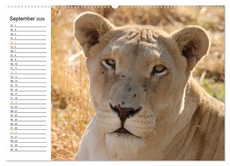 Produktbild: LION KING SELFIES L&ouml;wen hautnah (Wandkalender 2026 DIN A2 quer), CALVENDO Monatskalender