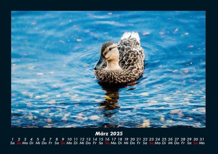 Produktbild: Enten 2025 Fotokalender DIN A4