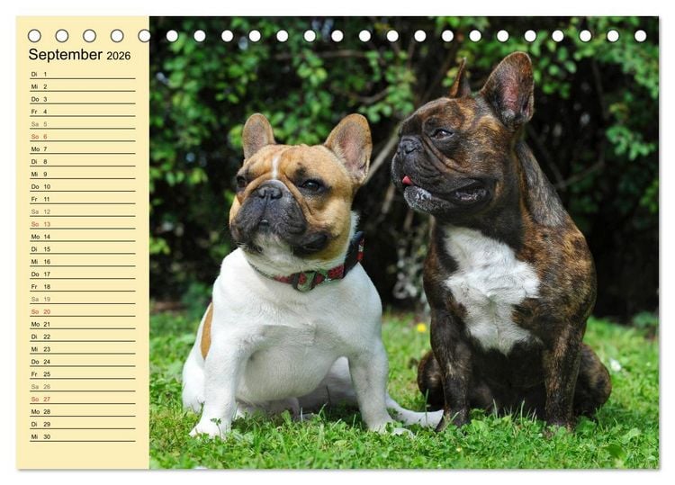 Produktbild: Franz&ouml;sische Bulldogge - Clown auf 4 Pfoten (Tischkalender 2026 DIN A5 quer), CALVENDO Monatskalender