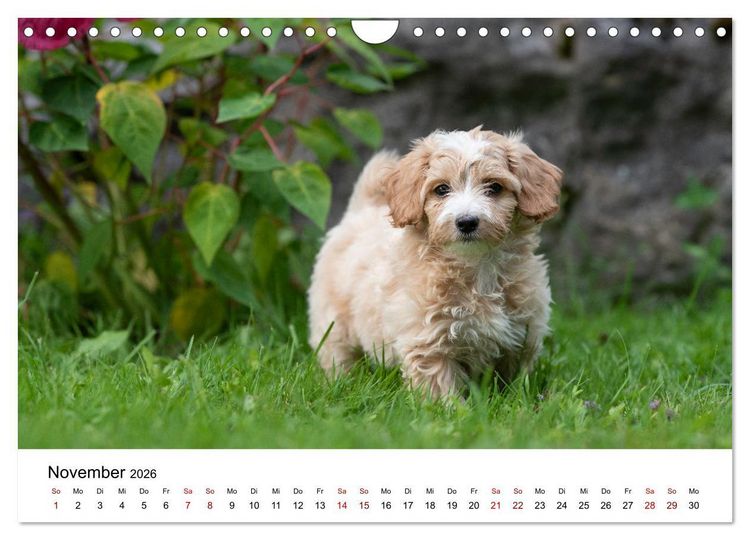 Produktbild: Maltipoo Welpen (Wandkalender 2026 DIN A4 quer), CALVENDO Monatskalender