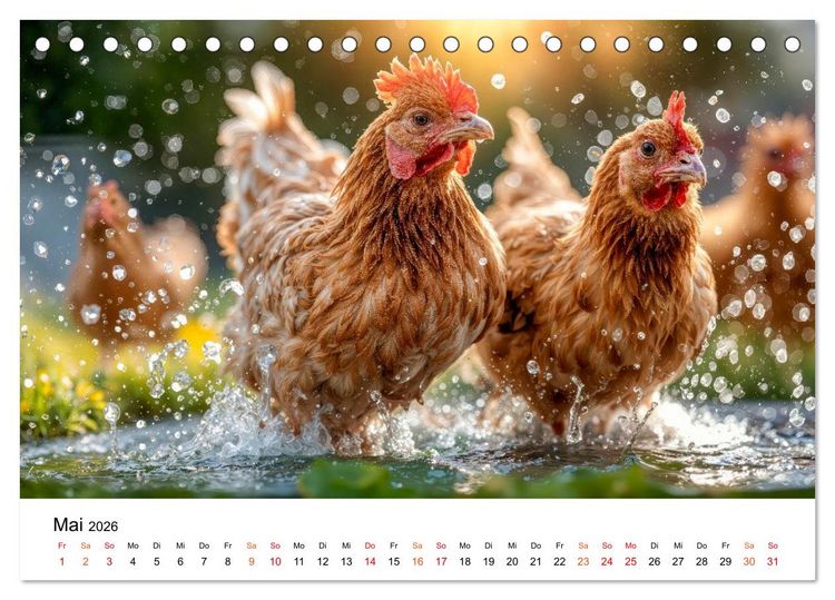 Produktbild: H&uuml;hner - gefiedert durchs Jahr (Tischkalender 2026 DIN A5 quer), CALVENDO Monatskalender