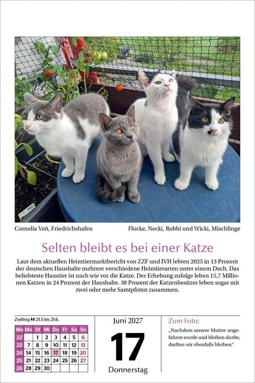 Produktbild: Katzen Tageskalender 2027