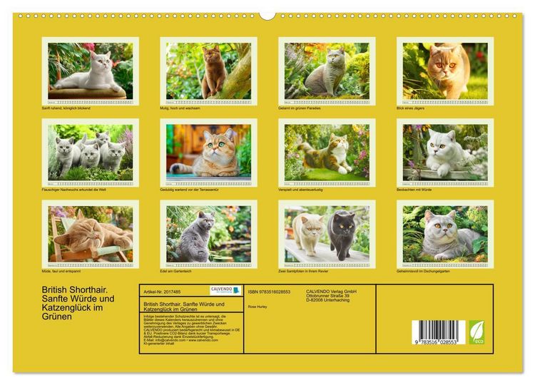 Produktbild: British Shorthair. Sanfte W&uuml;rde und Katzengl&uuml;ck im Gr&uuml;nen (hochwertiger Premium Wandkalender 2026 DIN A2 quer), Kunstdruck in Hochglanz