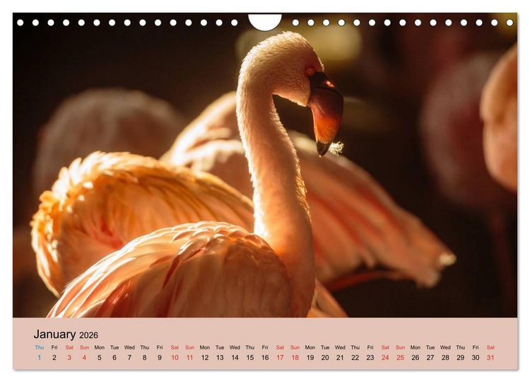Produktbild: Just Flamingos (Wall Calendar 2026 DIN A4 landscape), CALVENDO 12 Month Wall Calendar