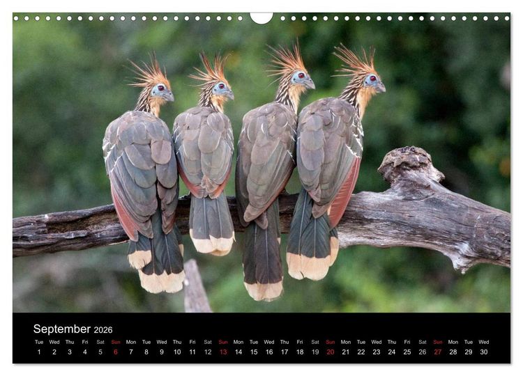 Produktbild: Peru - from the Andes to the Amazon / UK-Version (Wall Calendar 2026 DIN A3 landscape), CALVENDO 12 Month Wall Calendar