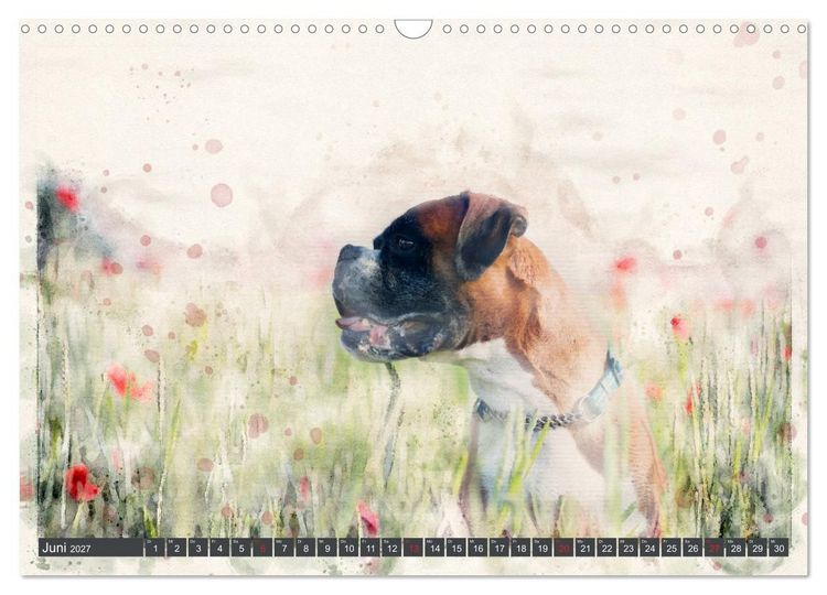 Produktbild: Boxer Photo&Kunst (Wandkalender 2027 DIN A3 quer), CALVENDO Monatskalender