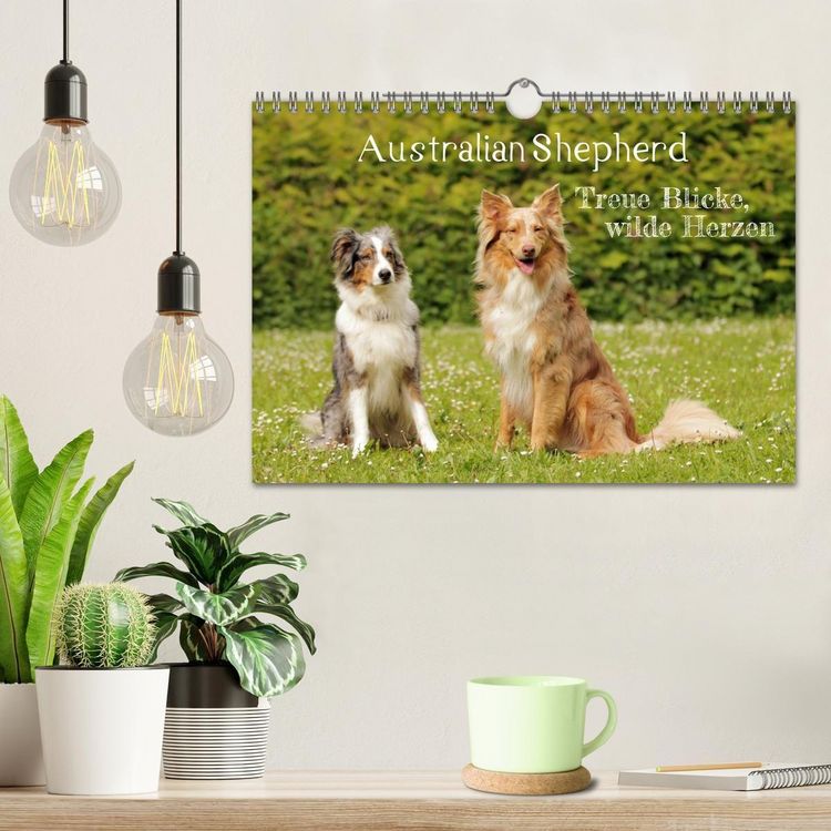 Produktbild: Australian Shepherd - Treue Blicke, wilde Herzen (Wandkalender 2027 DIN A4 quer), CALVENDO Monatskalender