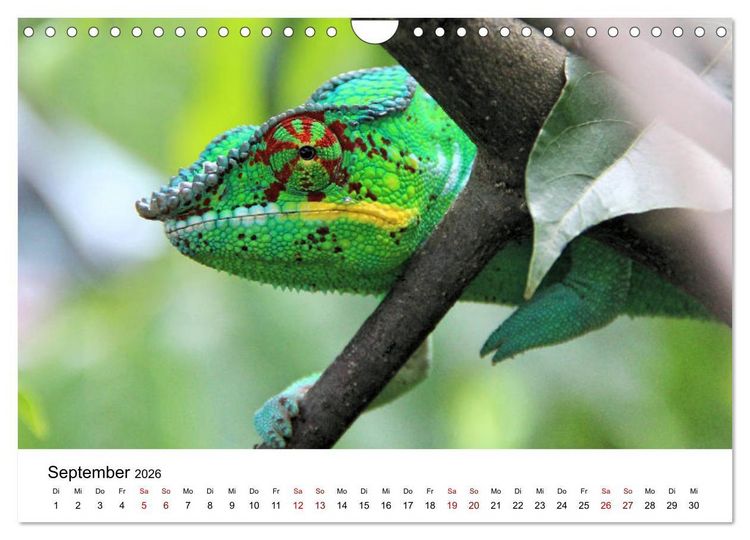 Produktbild: Tiere Madagaskars (Wandkalender 2026 DIN A4 quer), CALVENDO Monatskalender